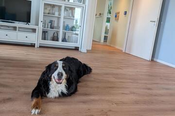 Tiergestützte Atmosphäre - Berner Sennenhund Amy schafft Entspannung und Freude