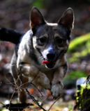 Ein grau-weiß gescheckter Hund läuft dynamisch durch das Unterholz und schaut konzentriert nach vorne.