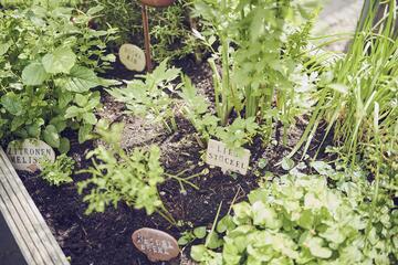 Kräuter werden im Hochbeet angebaut