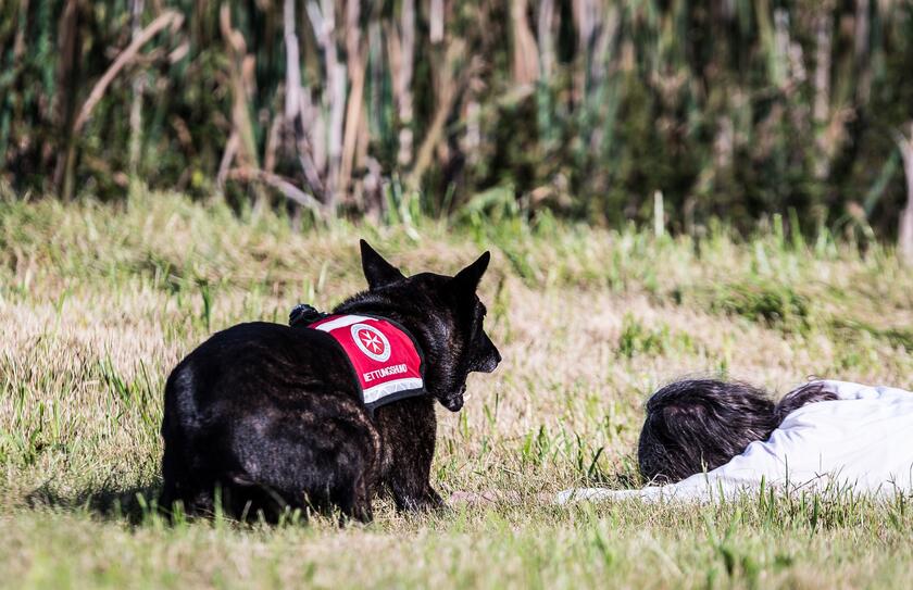 Foto von einem in der Wiese sitzenden Rettungshund